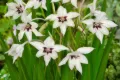Kardvirág - "Acidanthera gladiolus callianthus"