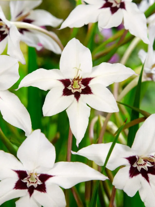 Kardvirág - "Acidanthera gladiolus callianthus"