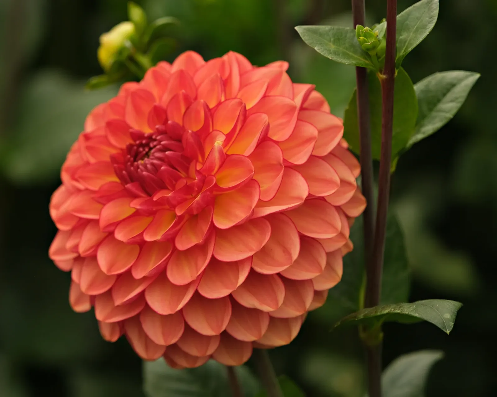 Dália - "Chapeau bas"