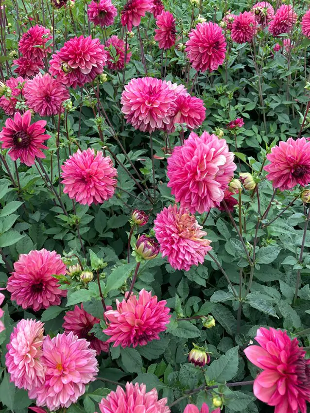 1 - Virághagymák, gumók, palánták