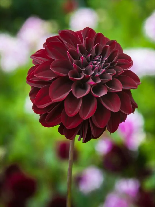 Dália - "La recoleta"