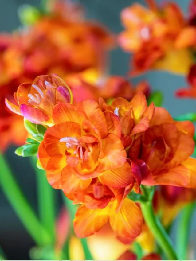 Frézia - Narancs teltvirágú