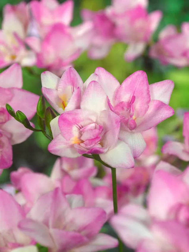 Frézia - Rózsaszín teltvirágú