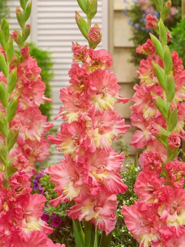 Kardvirág - "Mango muse"