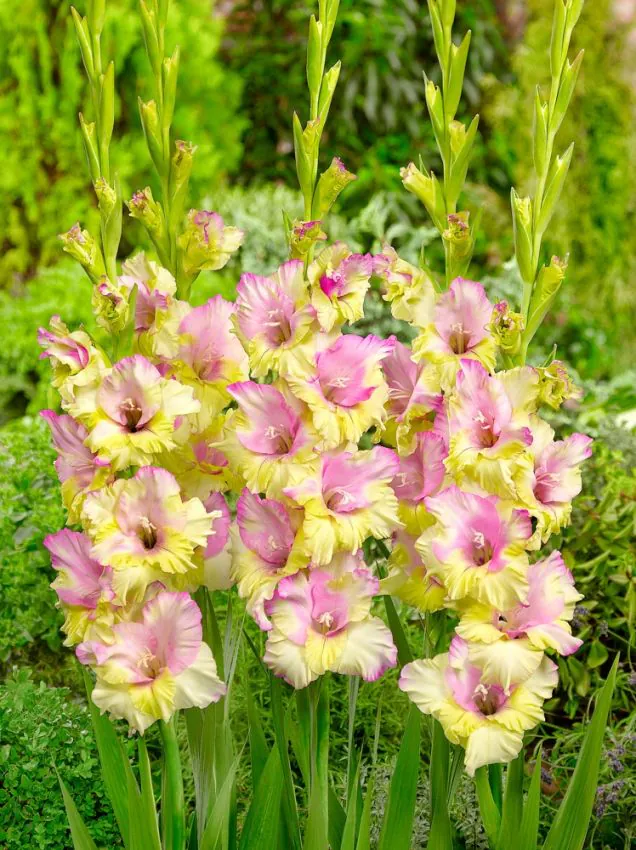 Kardvirág - "Mon amour'