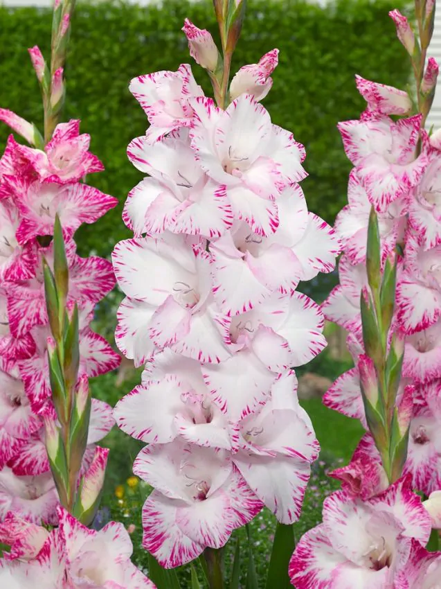 Kardvirág - "My love"