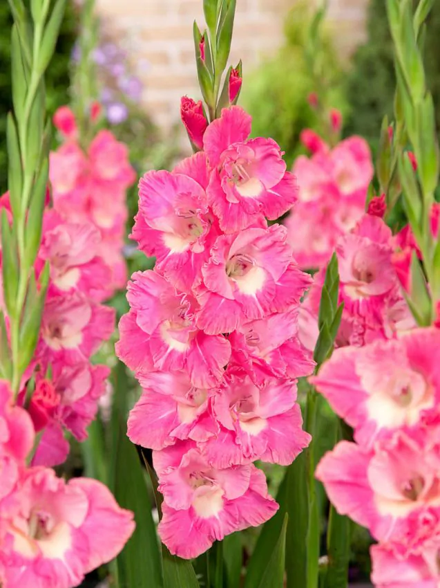 Kardvirág - "Pink parrot"