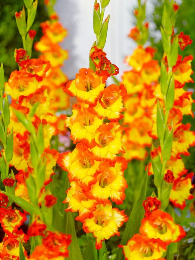 Kardvirág - "Princess Margareth Rose"