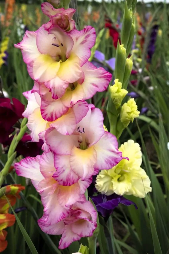 Kardvirág - "Priscilla"