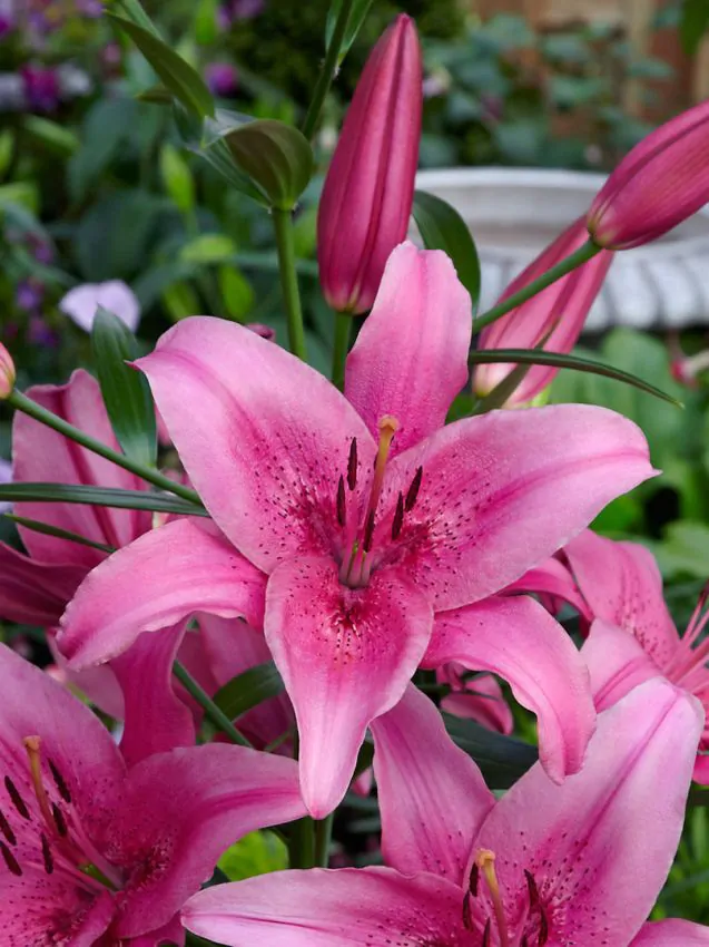 Liliom - "Asiatic pink"