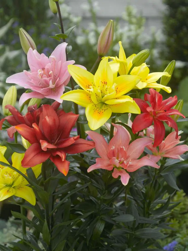 Liliom - "Asiatic double mix"