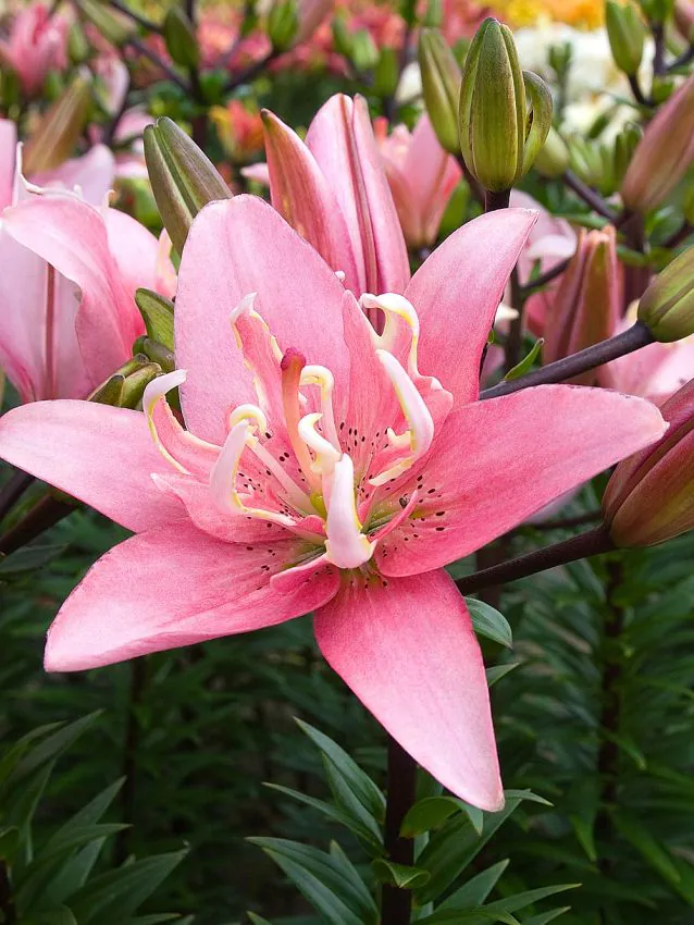 Liliom "Elodie"