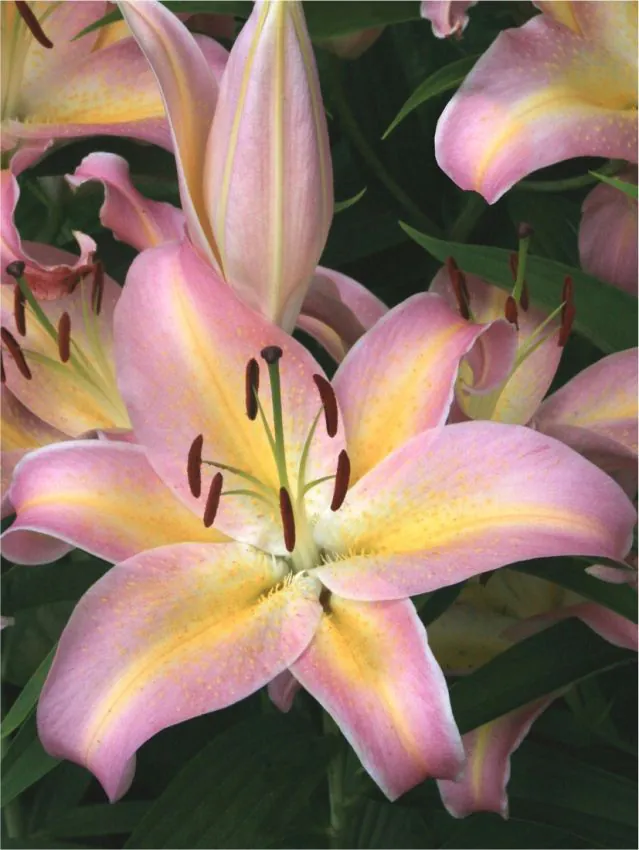 Liliom - "Hocus pocus"