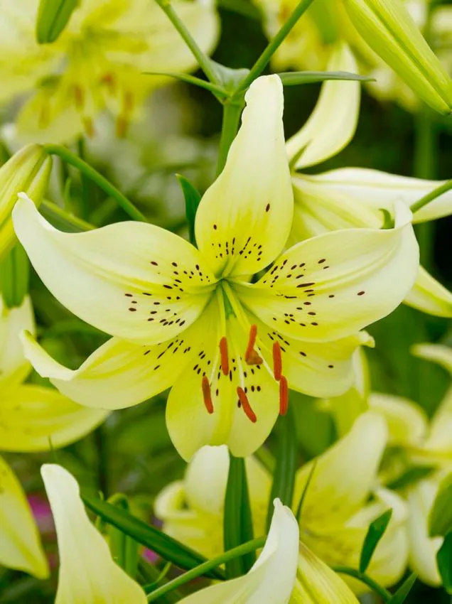 Liliom - "Sweet surrender