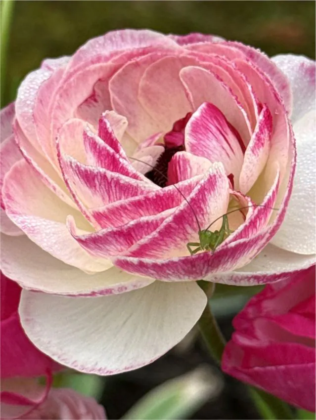 Ázsiai boglárka - picotee pink