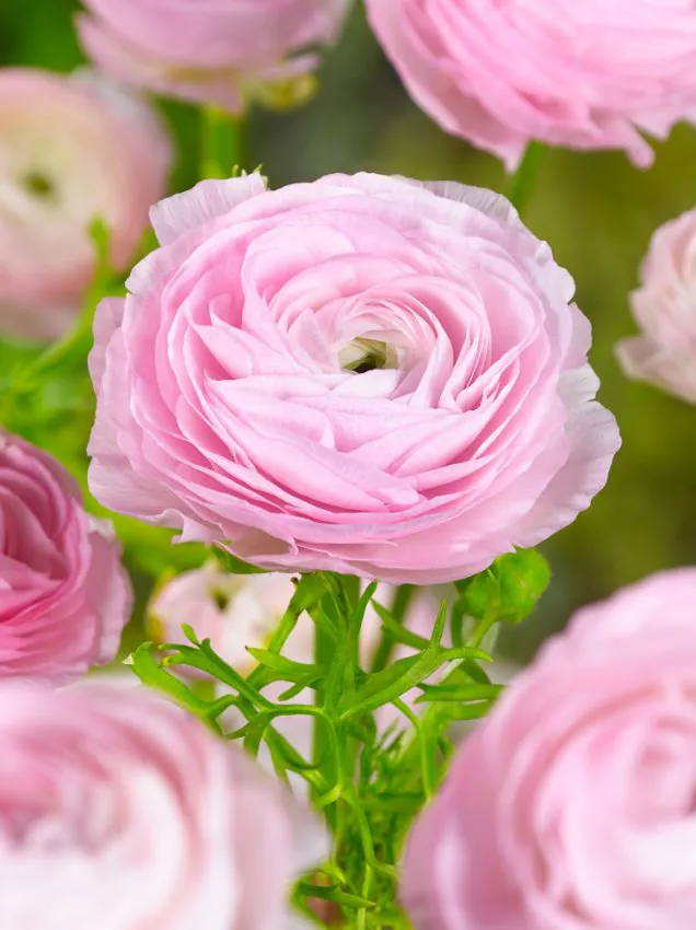 Ázsiai boglárka - pink