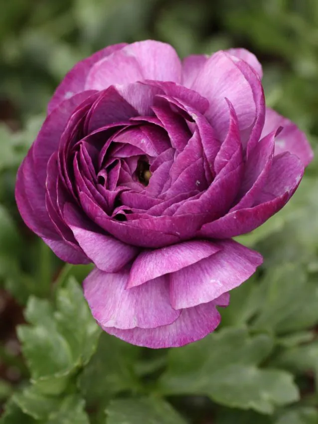 Ázsiai boglárka - purple