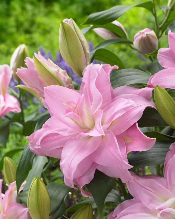 Liliom - "Roselily editha"