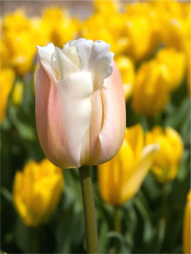 Tulipán - "Apricot pride"