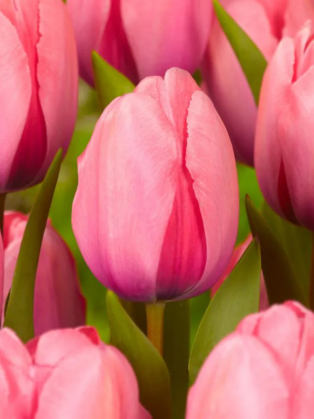 Tulipán - Pink impression