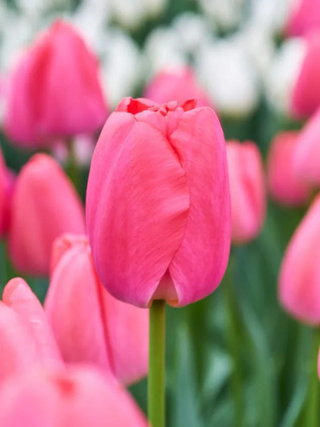 Tulipán - "Pink pride"