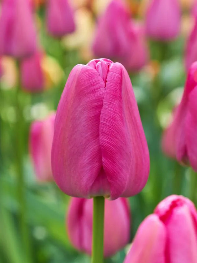 Tulipán - "Purple pride"